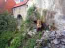 Hrad a z�mek �esk� Krumlov, z�meck� m�dv�d